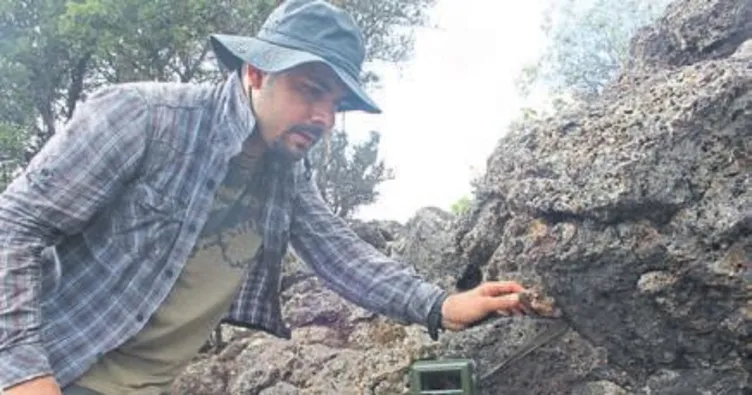 Yeni tür memeli fotokapana takıldı