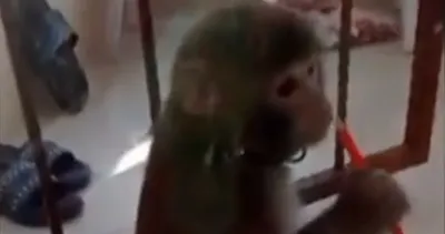 İstanbul’da başıboş maymun dehşeti: 3 kişiyi hastanelik etti! Şoke eden anlar