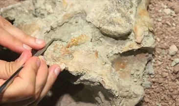 Madagaskar’da ’Çılgın Yaratık’ fosili bulundu
