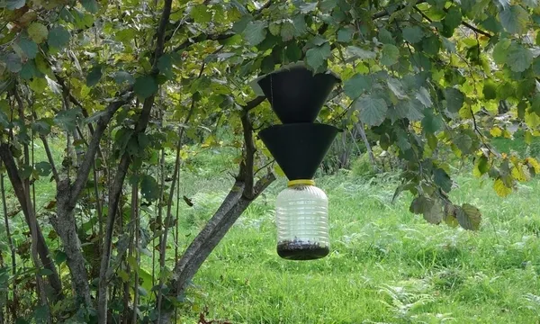 trabzonda-kokarca-seferberligi-200-bin-samuray-arisi-salindi-1793359512267.jpg