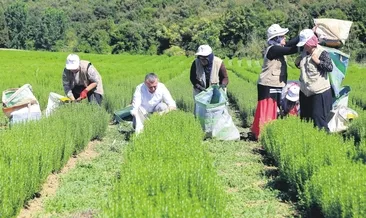 Kocaelide kadın çiftçilere üretimde güçlü destek
