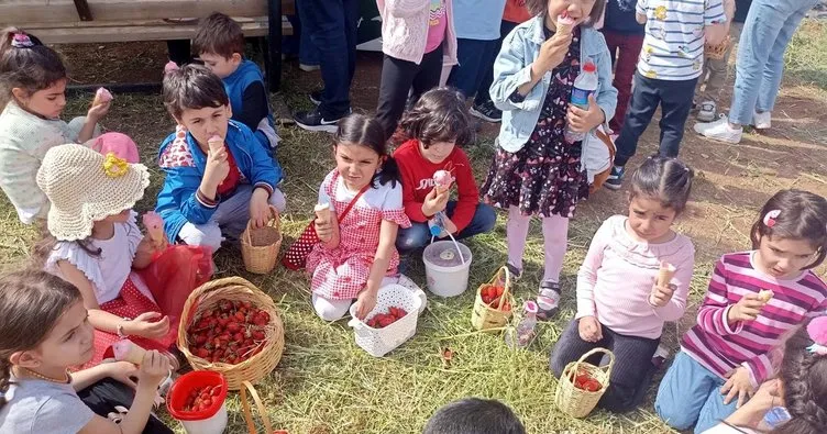 Kızıltepe’de çilek hasadı başladı