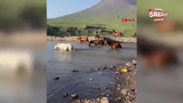 Yılkı atları, Hasan Dağı eteklerinde göle girip serinledi | Video