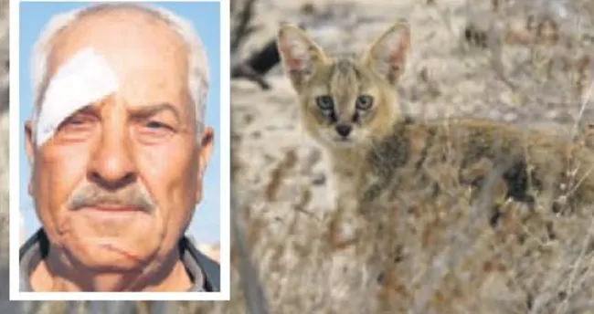 Nesli tehlikede olan saz kedisine kurşun