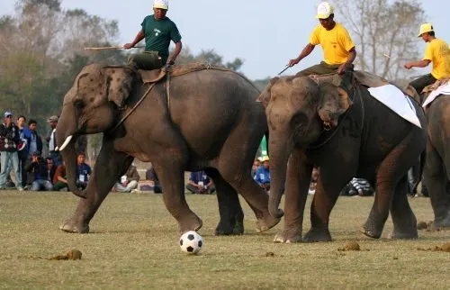 Filler futbol oynadı