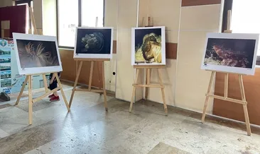 Kadraja sığan mavilikler