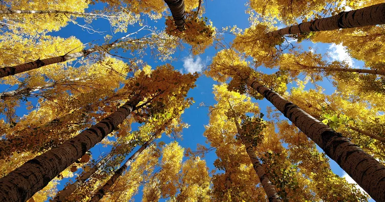 Güz renkleri görsel şölen sunuyor