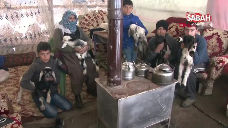Kuzuları soğuktan telef olunca brandadan ahıra soba kurdu | Video