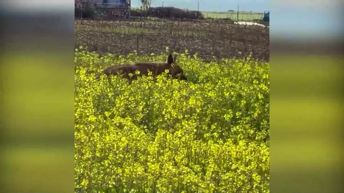 Nesli tehlike altındaki çizgili sırtlan Adıyaman’da görüntülendi | Video videosunu izle Nesli tehlike altındaki çizgili sırtlan Adıyaman’da görüntülendi | Video videosunu izle