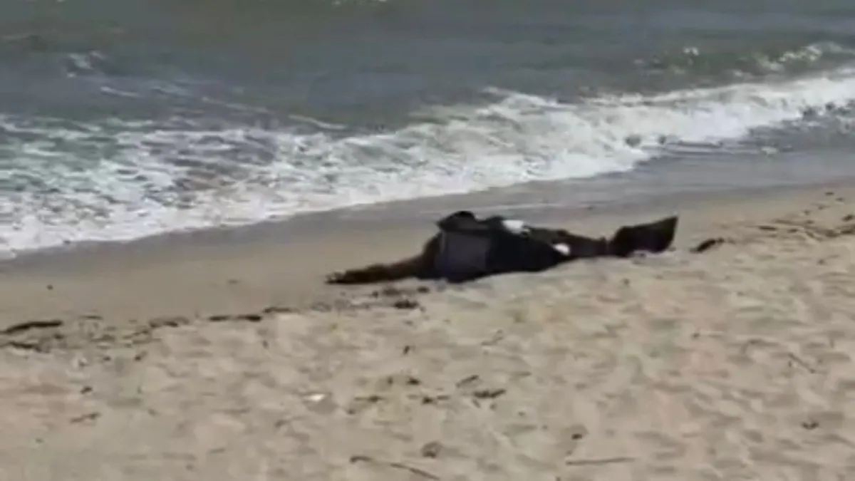 40 gündür aranan şahsın cesedi Karaburun’da sahile vurdu 40 gündür aranan şahsın cesedi Karaburun’da sahile vurdu