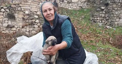 Tarihi hamamda mahsur kalan 5 yavru köpekbelediye ekiplerince kurtarıldı #tunceli