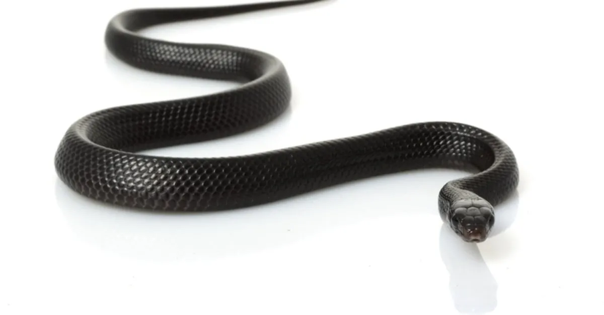 ruyada kara yilan gormek ve kovalamak ne anlama gelir ruyada buyuk ve kucuk kara yilan oldurmek ne demek ruya tabirleri haberleri ruyada kara yilan gormek ve kovalamak ne anlama gelir ruyada buyuk ve kucuk kara yilan oldurmek ne demek ruya tabirleri haberleri