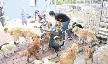 Doğada aç kalan hayvanlar unutulmadı