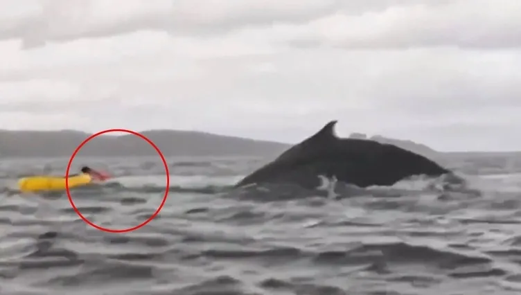 Şili’de balinanın yuttuğu adam konuştu! İnanılmaz olay nasıl oldu: Tek gördüğüm şey o oldu!