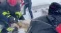 Konya’da 15 metre derinliğindeki kuyuya düşen köpek kurtarıldı