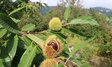 Kestaneden 2,4 milyon TL gelir sağlandı