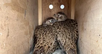 Amasya’da 9 yabani hayvan yakalandı