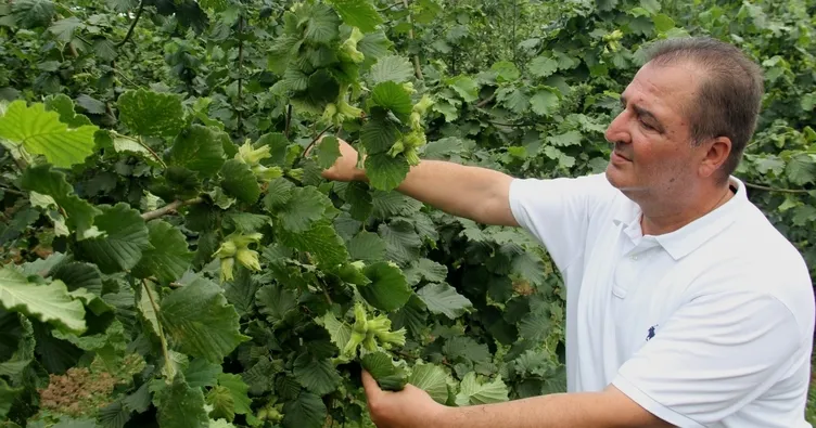 Fındıkta yapay zeka ile rekolte tespiti