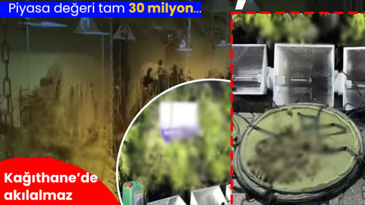 Kağıthane'de operasyon! Koku gelen eve baskın: Dev uyuşturucu serası ele geçirildi