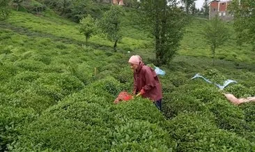 Yaş çay alımları doğu bölgesi ağırlıklı olarak başladı #rize
