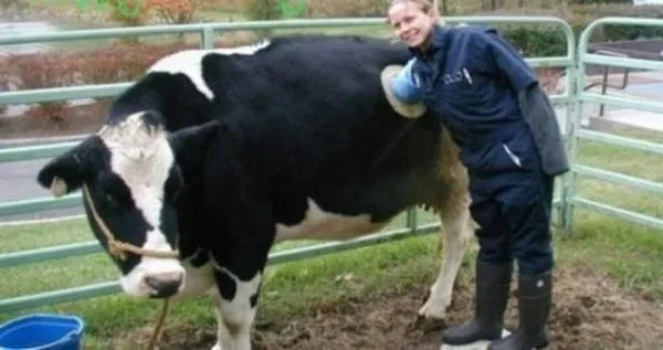 Vahşet! Birkaç litre fazla süt için ineklere yaptıklarına bakın