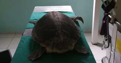 Yaralı deniz kaplumbağası tedavi edildi