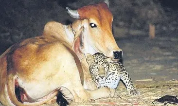 Sevgi mi alışkanlık mı?