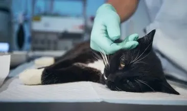 Kedi Hastalıkları ve Belirtileri - Yetişkin ve Yavru Kedilerde Görülen Hastalıklar Nelerdir?