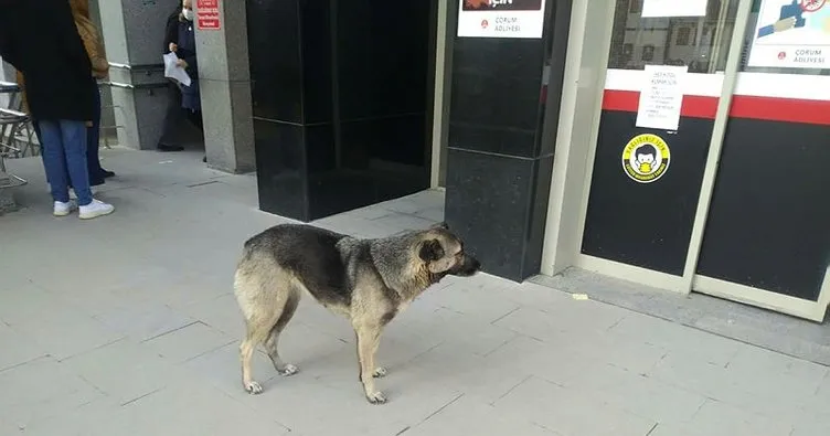 Sahibini bekleyen köpek, adliye kapısından ayrılmadı