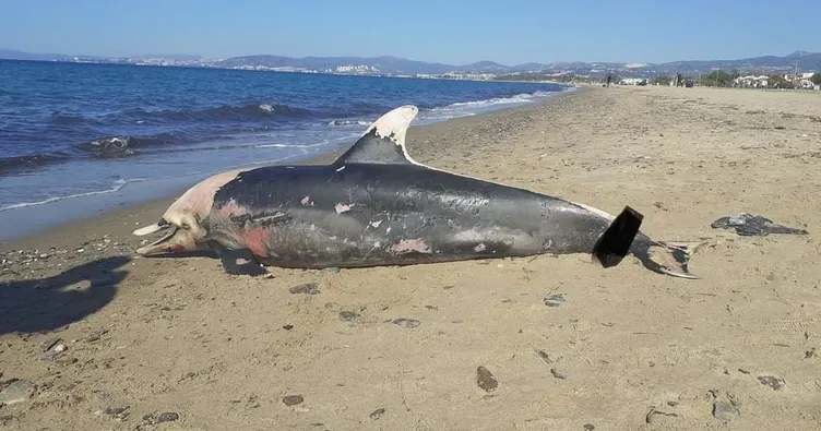 Yunus ve deniz kaplumbağası ölü bulundu