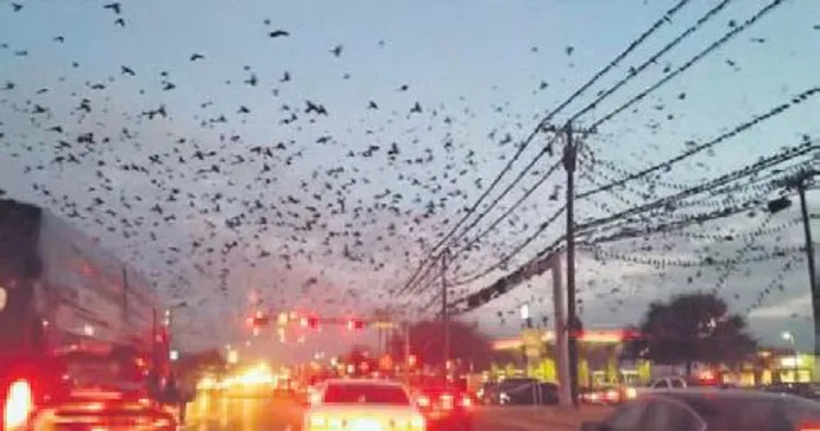 Hitchcock’un kuşlar filminden bir sahne