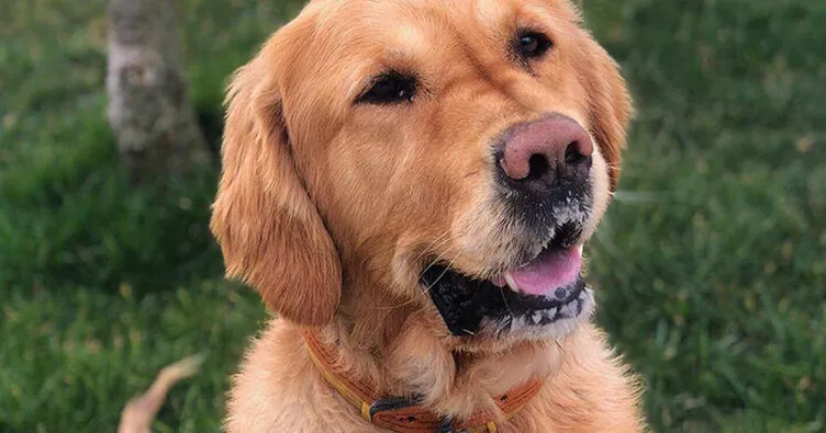 Rüyada siyah köpek görmek ne anlama gelir? Rüyada köpek görmenin yorumu