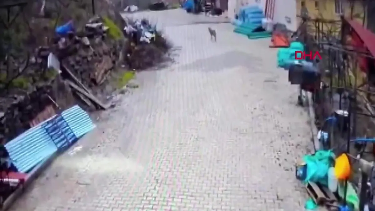Adana’da yerleşim yerine inen kurt kamerada | Video videosunu izle Adana’da yerleşim yerine inen kurt kamerada | Video videosunu izle