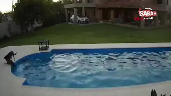 Gözleri görmeyen köpeği düştüğü havuzdan kurtaran kahraman köpek kamerada | Video