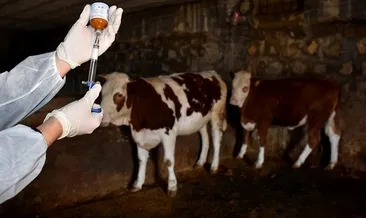 Almanya’da 35 yıl sonra ilk şap salgını