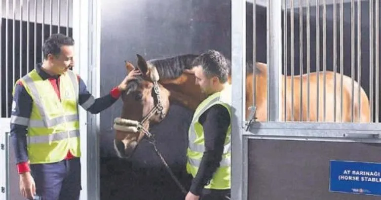 Turkish Cargo’dan atlara özel taşıma