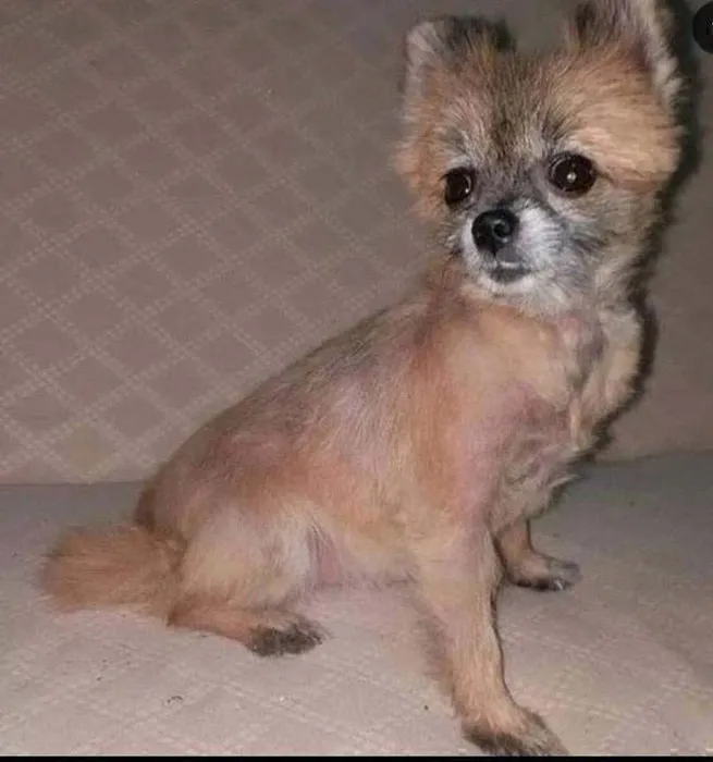 Sosyal medyadan gördüğü ilanla köpek sahiplenen genç kadına dava! En