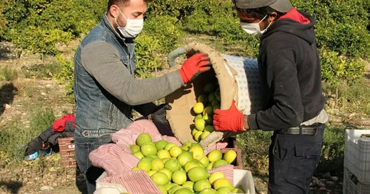 Mersin’de Lamas limonu hasadına başlandı
