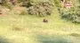 Vatandaş ayıyı görünce havlamaya başladı, ortaya renkli görüntüler çıktı | Video