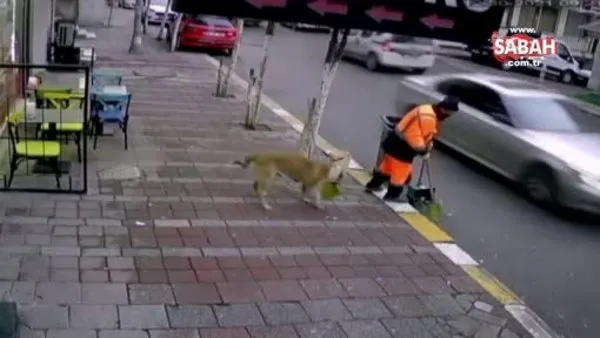 Temizlik işçisinin süpürgesini alıp kaçan sevimli köpek kamerada | Video