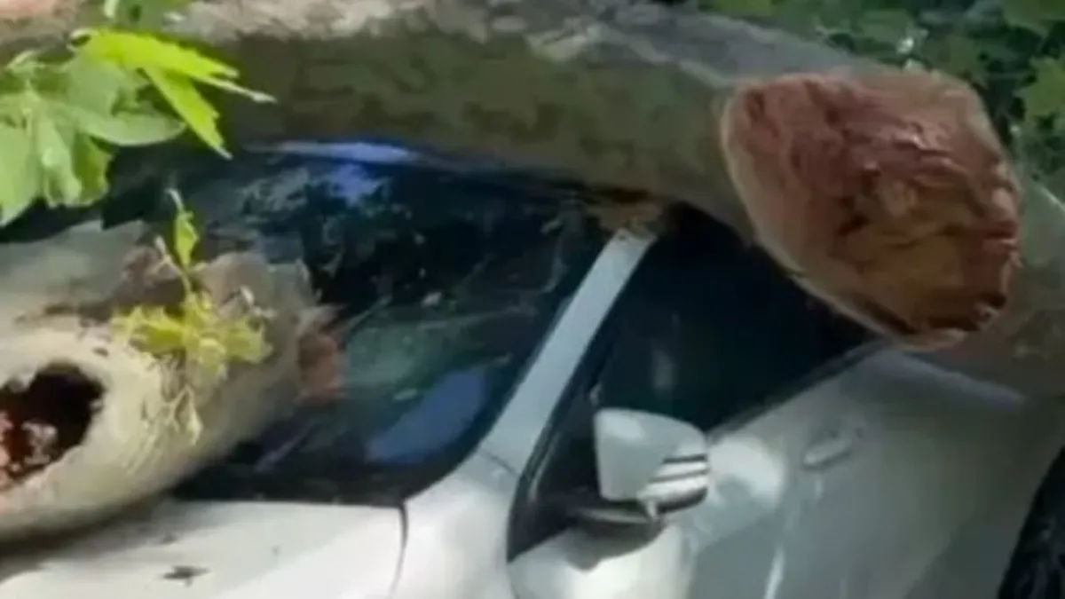 Bakırköy'de devrilen çınar ağacının otomobilin üzerine yıkıldığı anı gösteren fotoğraf.