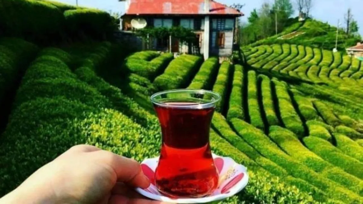 Dünyada üzerine kar yağan tek çay! Türkiye’den 34.806 milyon dolarlık çay ihracatı Dünyada üzerine kar yağan tek çay! Türkiye’den 34.806 milyon dolarlık çay ihracatı