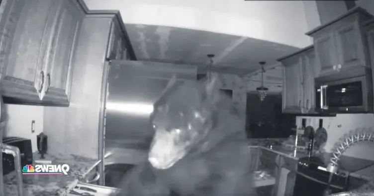 Mutfaktan ayı sesi geliyor!...