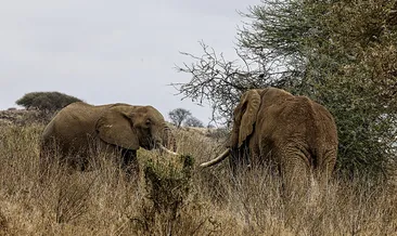 Kenya’da fil ölümlerinin ardındaki sır araştırılıyor