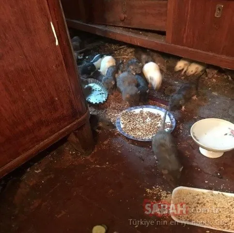 Rahatsız olan komşular eve baskın yaptı! Rus kadın yüzlerce fareyle...