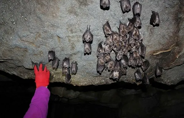 Lav tüpü mağaraları yabani hayvanlara yuva oldu