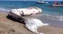Mersin'de kıyıya vuran 10 metre boyundaki balina kamerada!