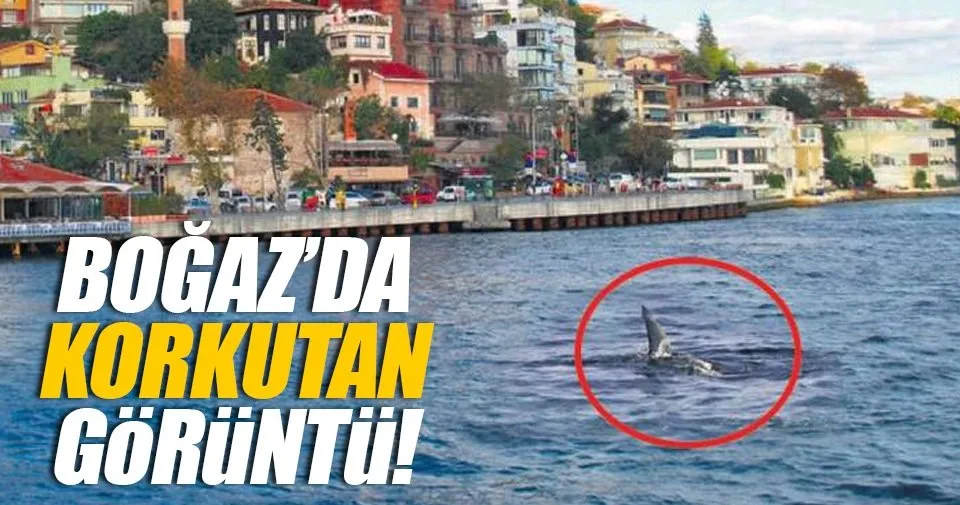 bogaz da kopekbaligi son dakika haberler