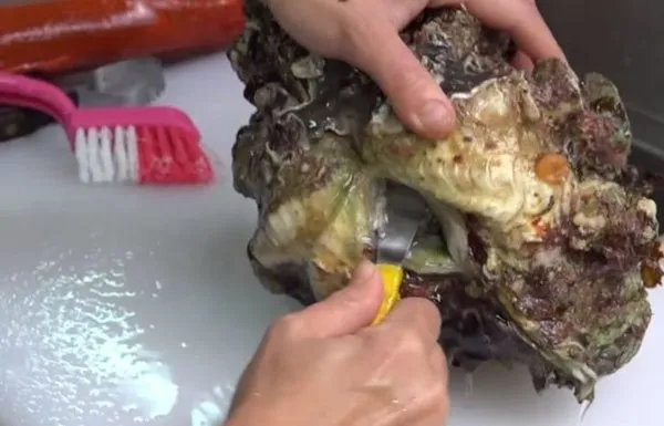 Bakması bile zor! Ama onlar çiğ çiğ yiyorlar
