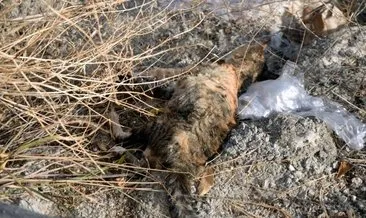 Mersin’de 15 kedinin ölü olarak bulunmuştu! Savcılık harekete geçti: Soruşturma başlatıldı